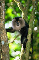Liontail macaque, juvenile in tree {Macaca silenus} Western Ghats Mts, Kerala, India - endangered endemic