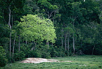 Rainforest growth around edge of Maya M Nord Bai forst clearing, Odzala National Park, Republic of Congo. Tree growth controlled by mud & elements