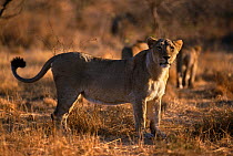 Asiatic lion female {Panthera leo persica} Gir NP, Gujarat, India, critically endangered