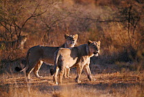 Asiatic lion female and young hunting {Panthera leo persica} Gir NP, Gujarat, India. Critically endangered species