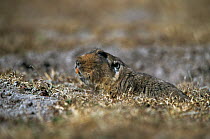 Giant mole rat {Tachyoryctes macrocephalus} Bale Mts NP, Ethiopia, endemic