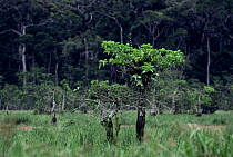 Epiphytic fern on host tree {Platycerium stemania} Odiba Bai clearing in rainforest, Odzala NP, Republic of Congo