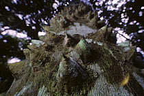 Protective thorns on Kapok tree trunk {Ceiba pentandra} Odzala NP, DR Congo