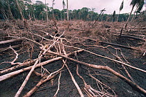Slash and burn tropical rainforest clearance to make way for agriculture, Mbomo NP, Odzala NP, Republic of Congo