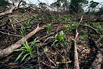 Slash and burn agriculture subsistance maize farming in rainforest, Congo / Gabon border, Congo