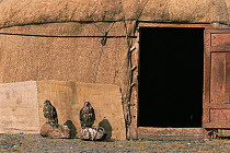Two Lanner falcons {Falco biarmicus} used for hunting by Kazakhs, outside traditional hut / yurt door,  Tsengel Khairshan. Kazakhstan 2001