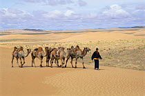 Nomad with Bactrian camels {Camelus bactrianus} Gobi desert, Mongolia.