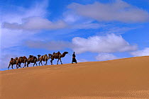 Nomad leading Bactrian camels {Camelus bactrianus} across sand, Gobi desert, Mongolia