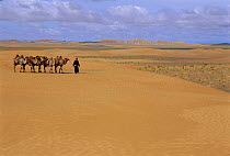 Nomad with Bactrian camels {Camelus bactrianus} Gobi desert, Mongolia Moltsog els
