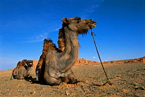 Domesticated Bactrian camels resting {Camelus bactrianus} Gobi desert, Mongolia f