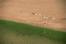 Aerial view of Gers, felt tents of nomads, and grazing livestock, Gobi desert, Mongolia. 2001