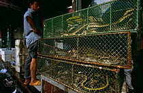 Live snakes for food and medicine, food market, Xian, Shaanxi province, China