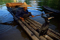 Fisherman with trained cormorants {Phalacrocorax carbo} Li river, Guangxi, China