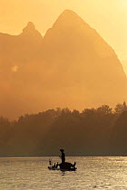 Fisherman with trained cormorants {Phalacrocorax carbo} in mist Li river, Guangxi, China