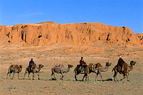 Nomads riding domesticated Bactrian camels {Camelus bactrianus} at Flaming cliffs, Gobi desert, Mongolia. 2001
