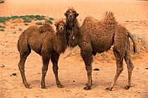 Bactrian camels {Camelus bactrianus} Gobi desert, Mongolia