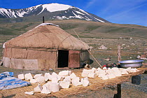 Cheese drying outside Kazakh nomad's Ger / yurt / tent home, near Tsengle, Khairkhan Mountain behind, Western Mongolia