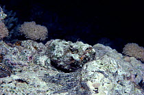 Devil scorpionfish camouflaged on reef {Scorpaenopsis diabolus} Red Sea