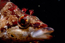 Painted greenling fish head portrait {Oxylebius pictus} Pacific, Channel Is, CA, USA