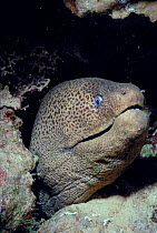 Giant moray eel {gymnothorax javanicus} Red Sea