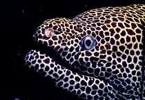 Honeycomb moray eel {Gymnothorax favagineus} head close-up Natal coast, South Africa
