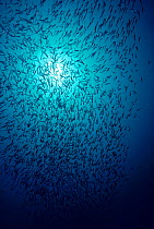Striped catfish schooling {Plotosus lineatus} Bismark Sea, Papua New Guinea