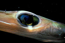Cornetfish, close-up of eye {Fistularia commersonii} Red Sea