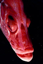 Long jawed squirrelfish {Sargocentron spiniferum} head close-up, Red Sea
