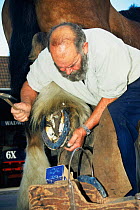 Farrier shoeing Shire horse at Wadworths brewery, Devizes, Wiltshire, UK Ken May.