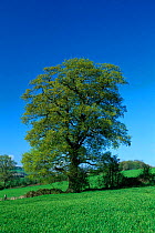 English oak tree in spring {Quercus robur}, UK. Seasons sequence 1/4
