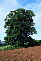 English oak tree in summer {Quercus robur} Wilts, UK Seasons sequence 2/4