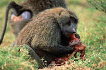 Olive baboon {Papio anubis} male eating young Impala Lake Nakuru NP, Kenya