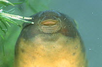 Bullfrog tadpole {Rana catesbeiana} Pennsylvania, USA