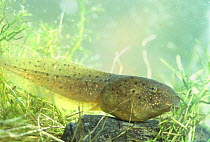 Bullfrog tadpole, 1st autumn {Rana catesbeiana} Pennsylvania, USA