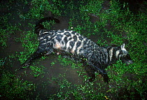 Dead African civet - decomposition sequence 1/2 Odzala NP, Republic of Congo