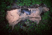Dead African civet covered with maggots - decomposition sequence 2/2, Odzala NP, Republic of Congo
