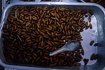 Roasted insect grubs being sold for food by street vendor, Krug Thep, Bangkok, Thailand.