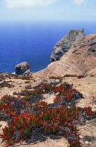 Clifftop plants, St Helena Island, South Atlantic ocean