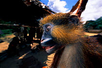 Dead Moustached monkey for sale as bushmeat food, Democratic Republic of Congo.