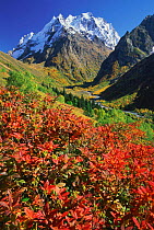 Dombai-Ulgen peak with Rhododendron luteum plant, Teberdinskii reserve, NW Caucasus, Russia.