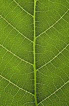 Close up of leaf of Wych elm showing veins {Ulmus glabra} UK