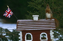 Red squirrel {Sciurus vulgaris} sitting on bird house with Union Jack flag, Sweden