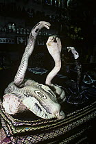 Monocled cobra (Naja naja kaouthia) stuffed for tourist trade, Bangkok, Thailand