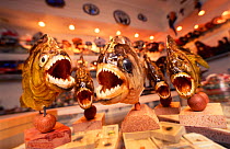 Piranha fish curios for tourist trade {Serrasalmus sp} Sao Paulo, Brazil, South America