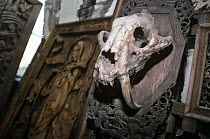 Sabre toothed tiger skull mounted on board for sale, Bangkok, Krug Thep, Thailand