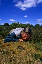 Photographer and herpetologist Tony Phelps face to face with Adder {Vipera berus} on Purbeck Heath, Dorset, UK