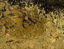 Natterjack toad coming out of burrow {Bufo calmita} Hampshire, UK