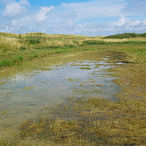 Wet dune slack in fixed dunes, breeding ground for Natterjack toad (Bufo calamita), Ainsdale, Merseyside UK