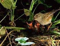 Dunnock, feeding chicks {Prunella modularis} England