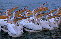 Eastern white pelicans calling {Pelecanus onocrotalus} Walvis Bay, Namibia